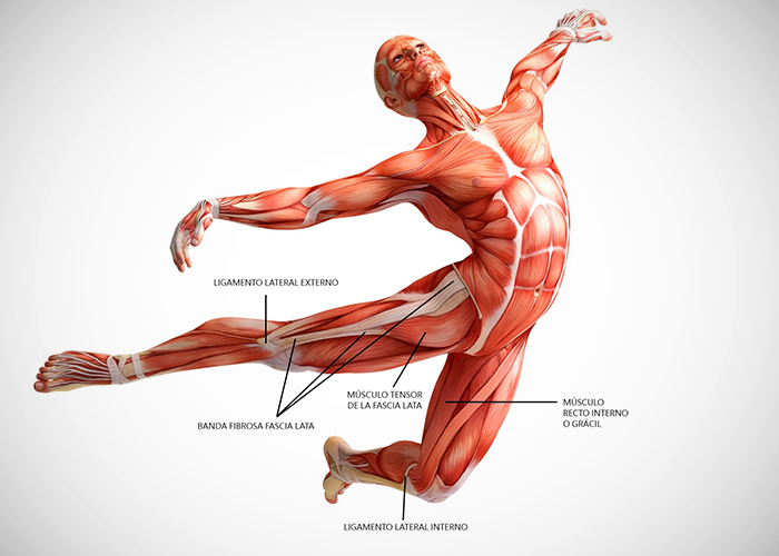 Resultado de imagen de los músculos