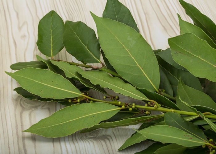 Propiedades del laurel para la salud