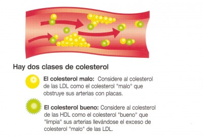 Hdl ldl colesterol que el es y