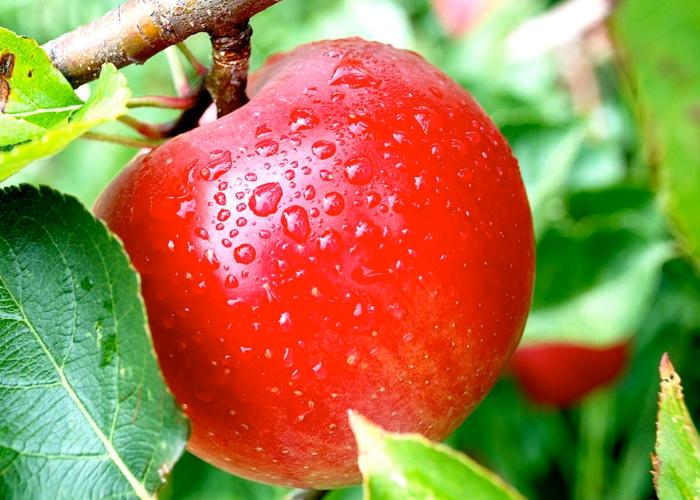 Indigesta manzana