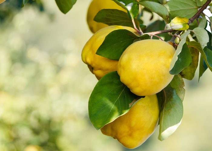 Beneficios del ate de membrillo