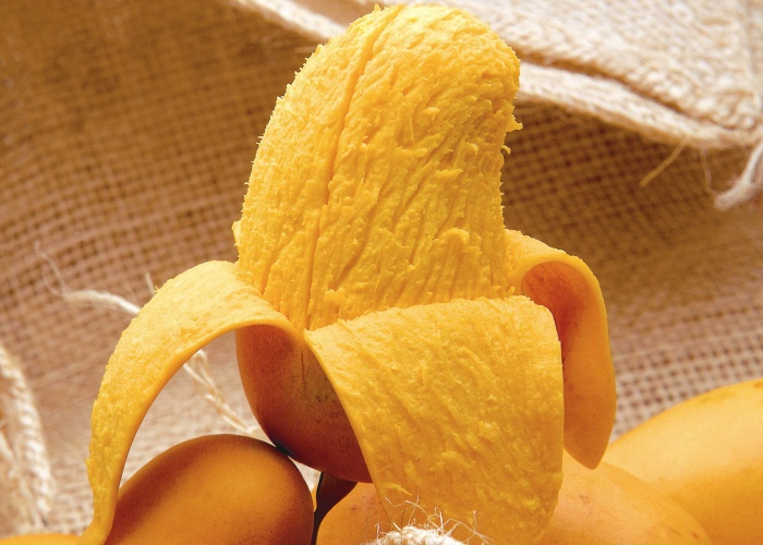 hojas de mango para bajar de peso hojas de mango para bajar de peso