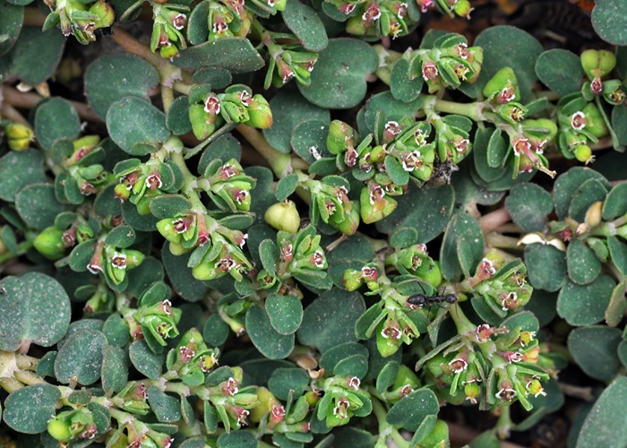 planta hisopo para adelgazar